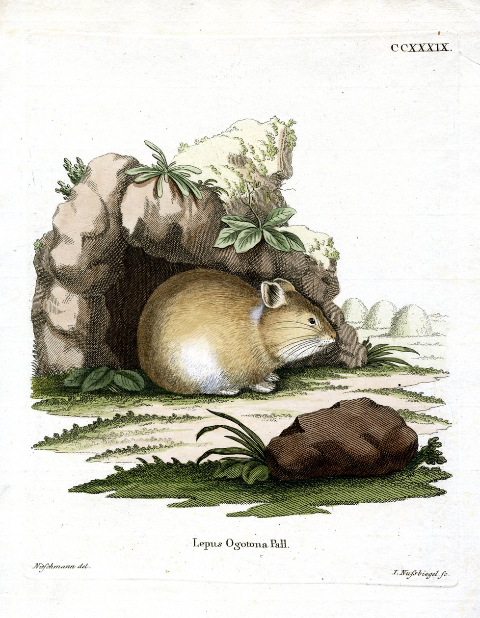 Daurian Pika (farget gravering) av German School