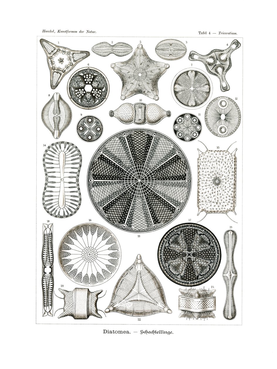 Diatomea, 1899-1904 av German School