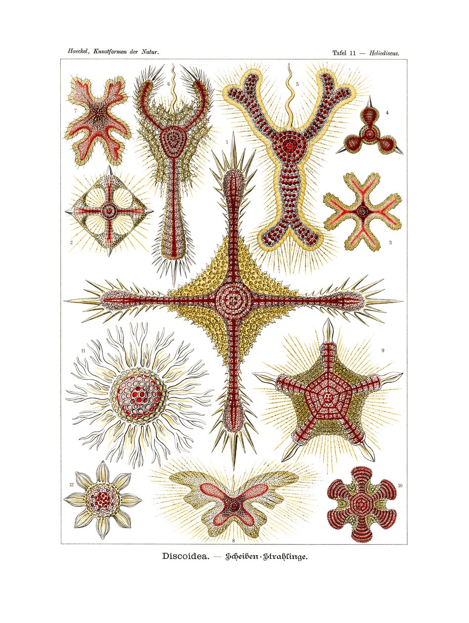 Discoidea, 1899-1904 av German School