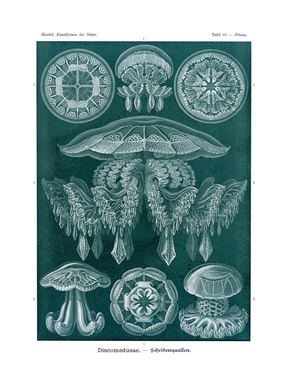 Discomedusae, 1899-1904 av German School