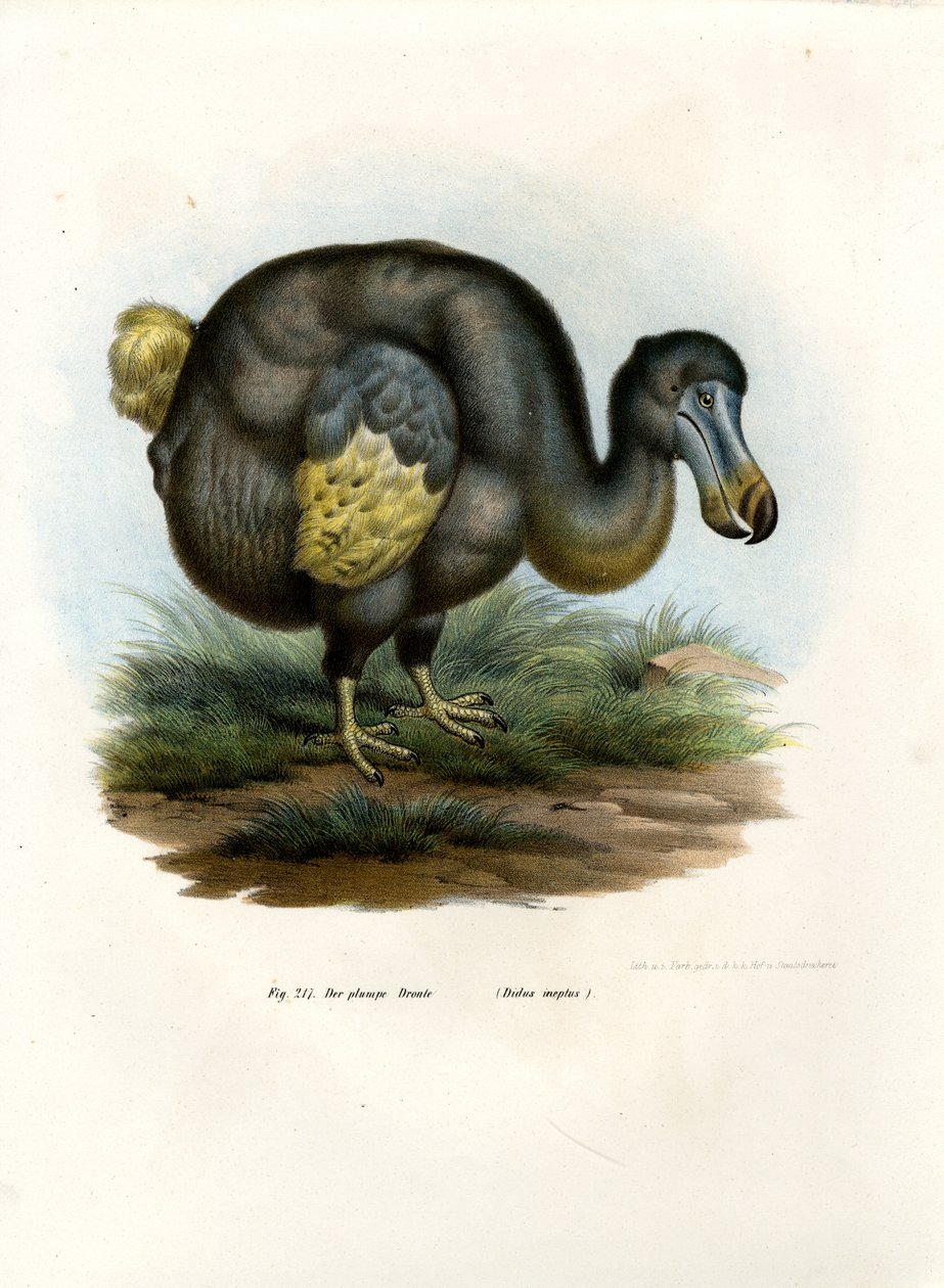 Dodo, 1864 av German School