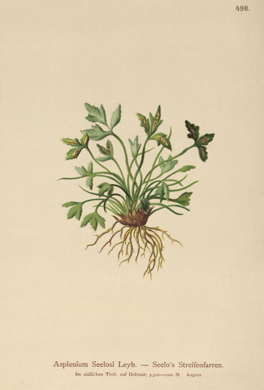 Dolomitt milturt (Asplenium Seelosii) av German School