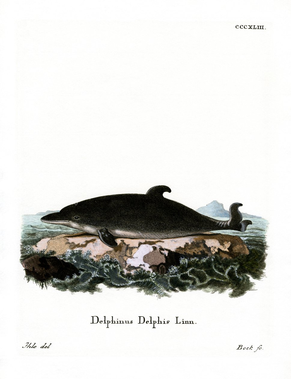 Delfin (farget gravering) av German School