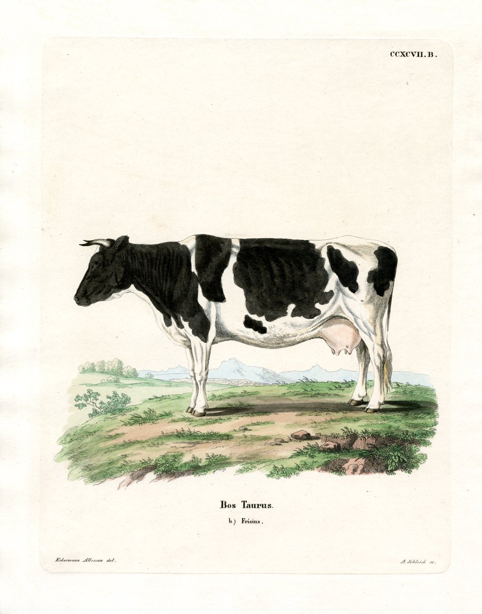 Tamfe (farget gravering) av German School