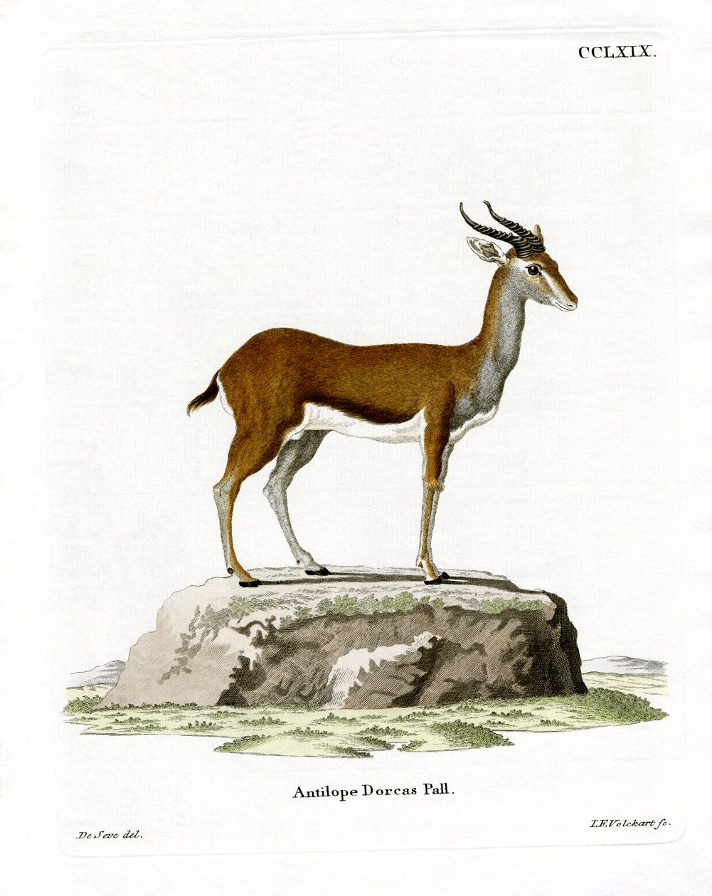 Dorcas Gazelle (farget gravering) av German School