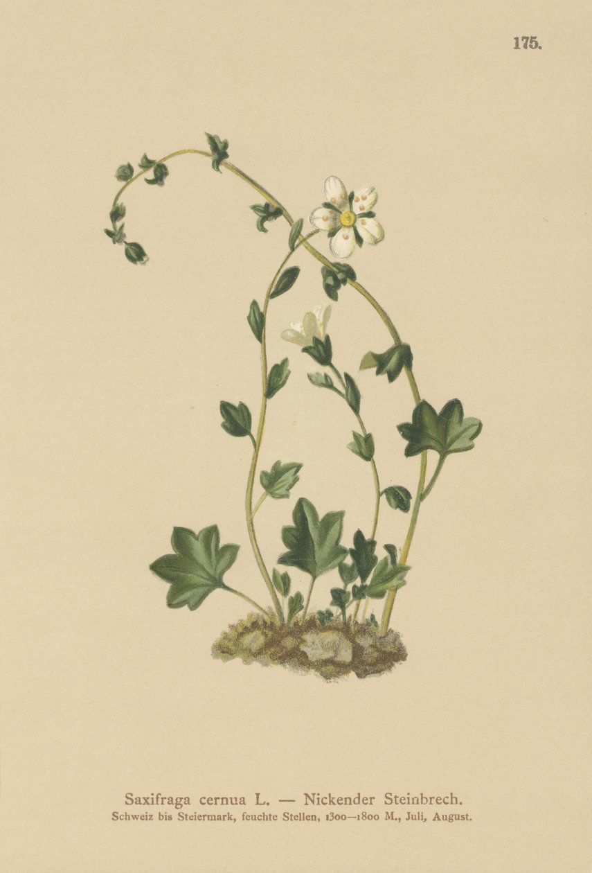 Hengende saxifrage (Saxifraga cernua) (farge litho) av German School