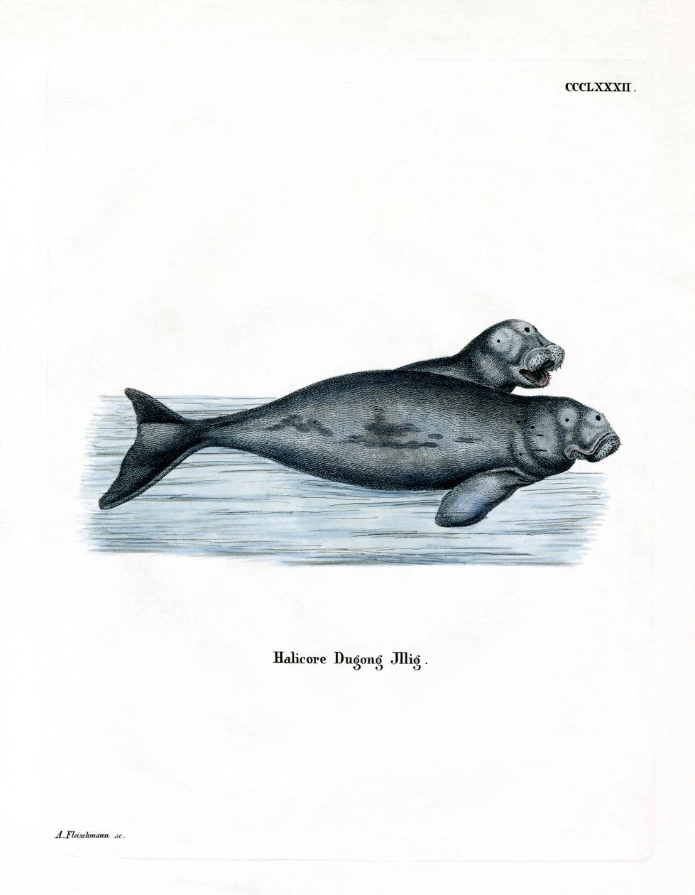 Dugong (farget gravering) av German School