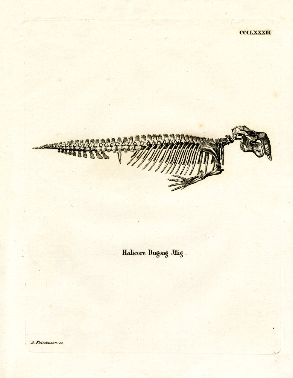Dugong Skeleton (farget gravering) av German School