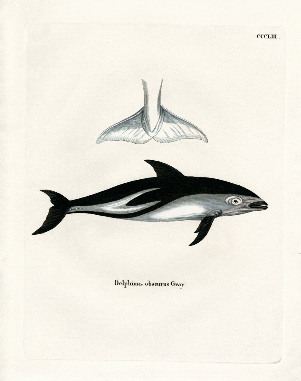 Dusky Dolphin (farget gravering) av German School