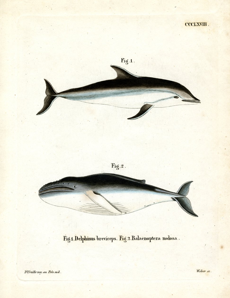 Dusky Dolphin (farget gravering) av German School