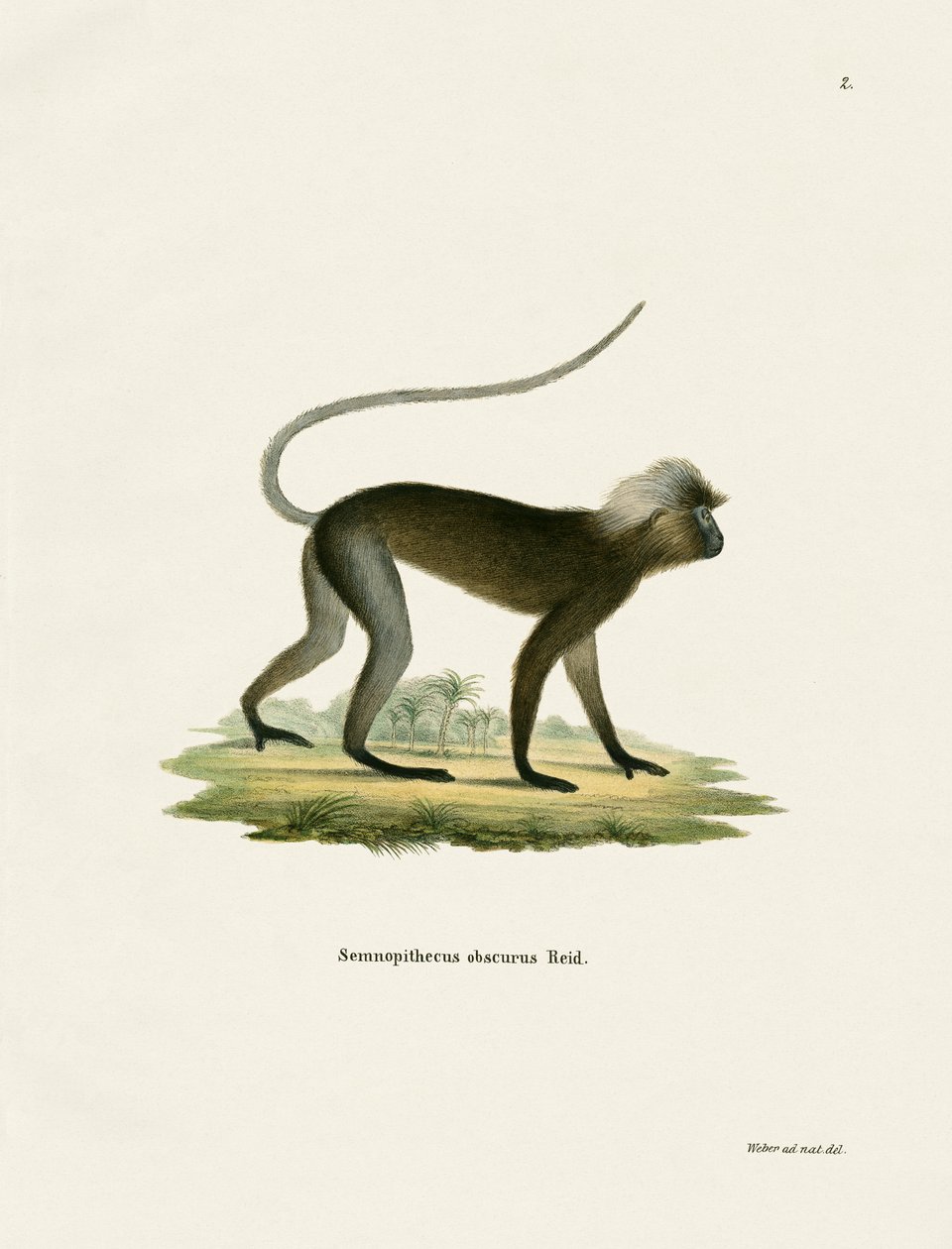 Dusky Leaf Monkey (farget gravering) av German School