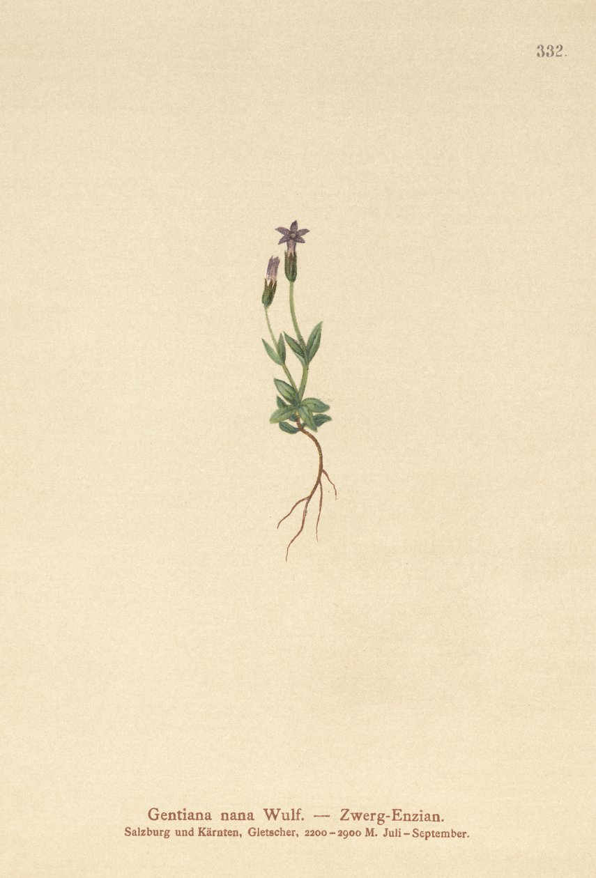 Dverggentian (Gentiana nana, Gentianella nana) av German School