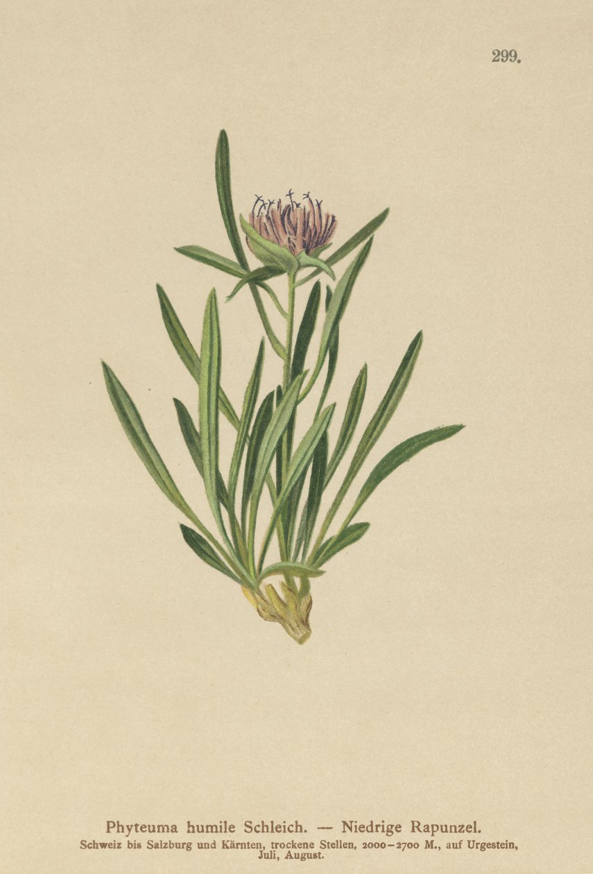 Dvergerampion (Phyteuma humile) av German School