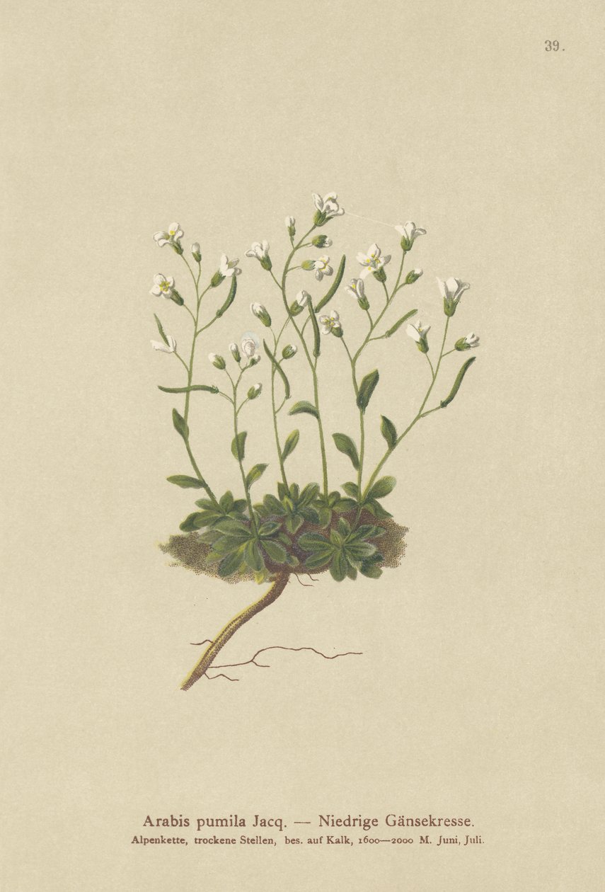 Dvergfjellkarse (Arabis pumila) av German School