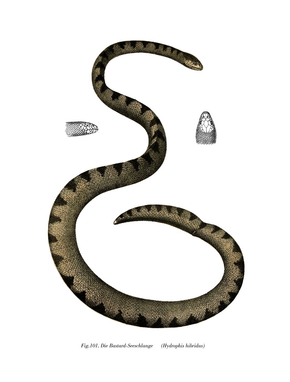 Dwarf Seasnake (farge litho) av German School