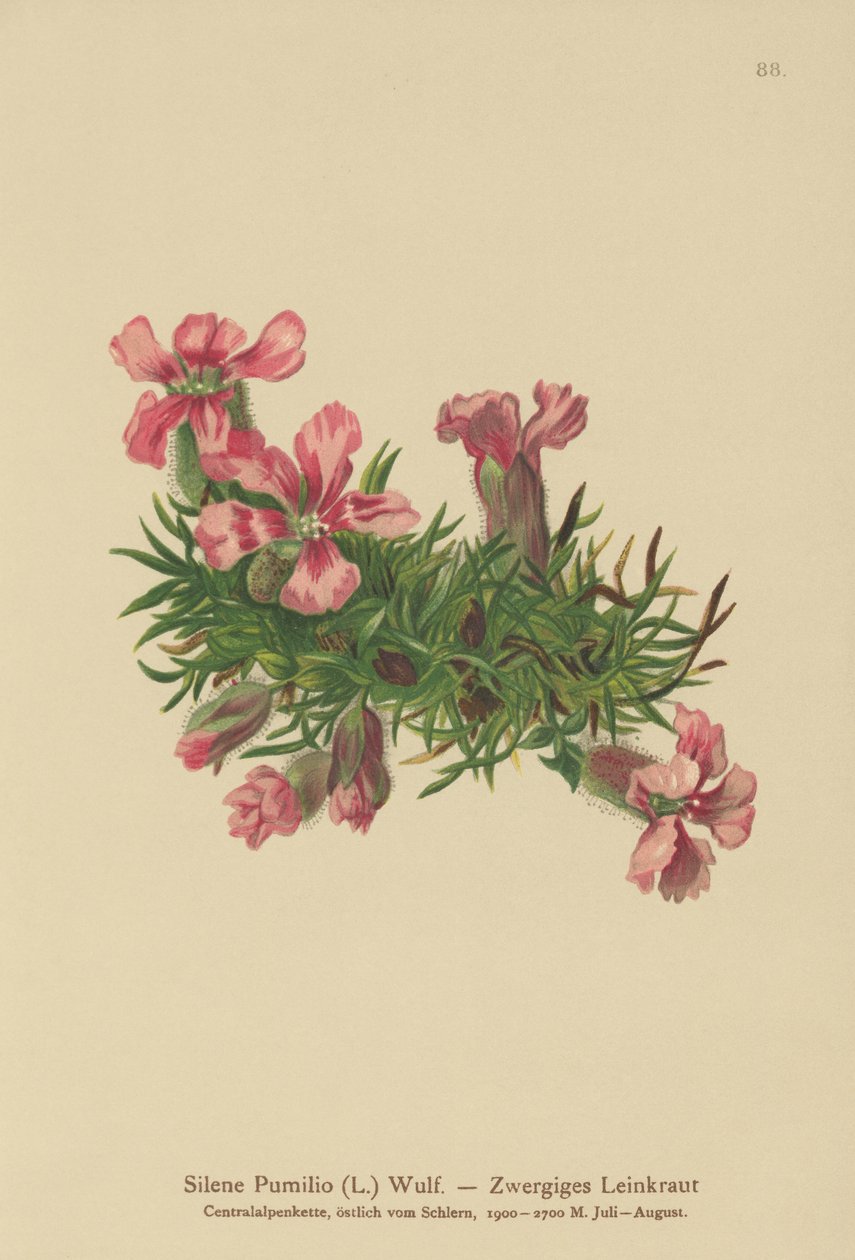 Dvergsåpeurt (Silene Pumilio, Saponaria pumilia) av German School