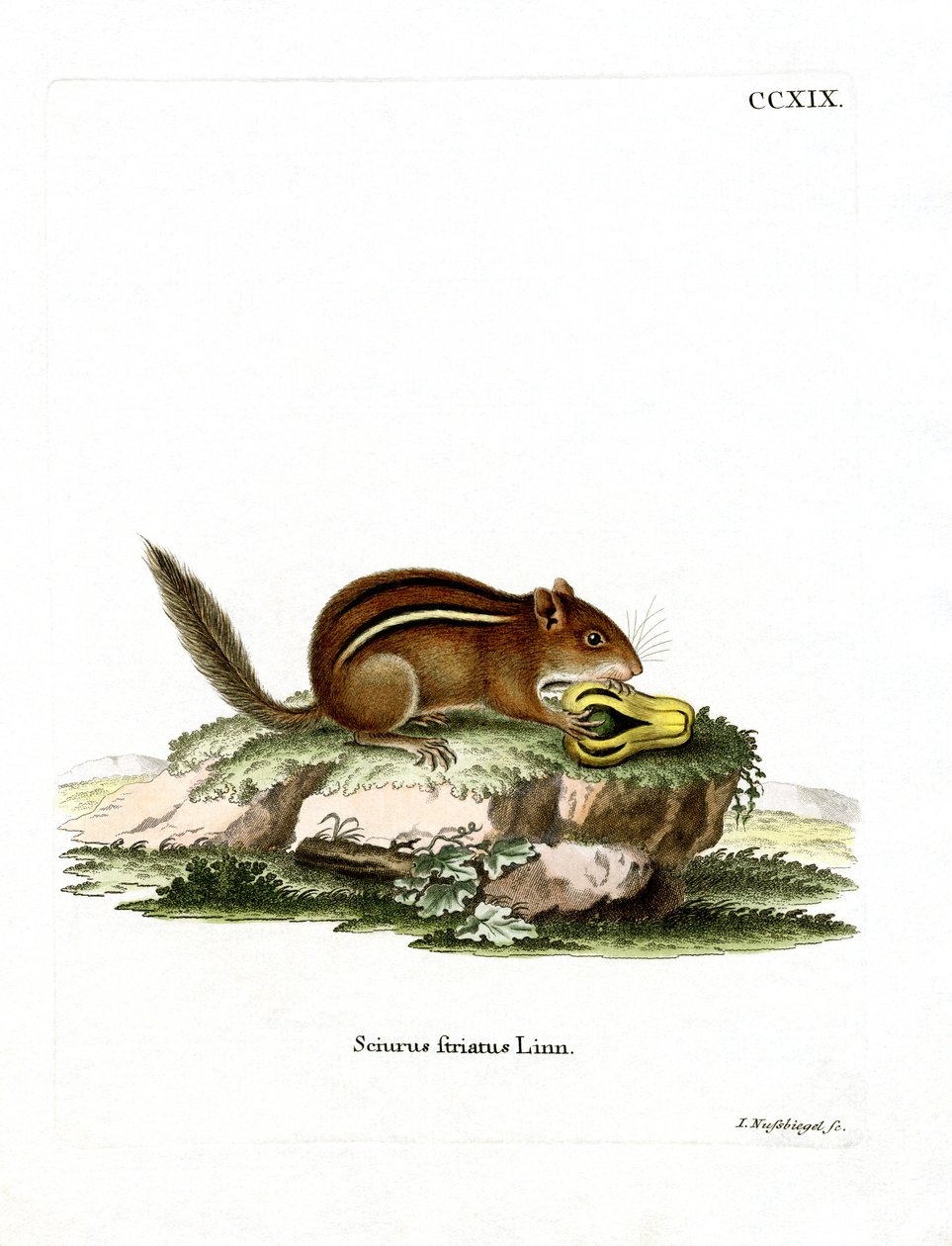 Eastern American Chipmunk (farget gravering) av German School
