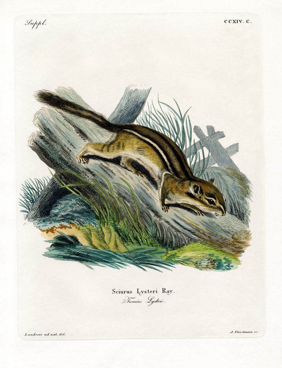 Eastern Chipmunk (farget gravering) av German School