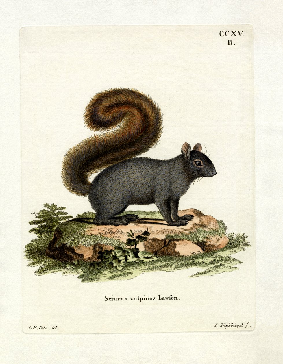 Eastern Fox Squirrel (farget gravering) av German School