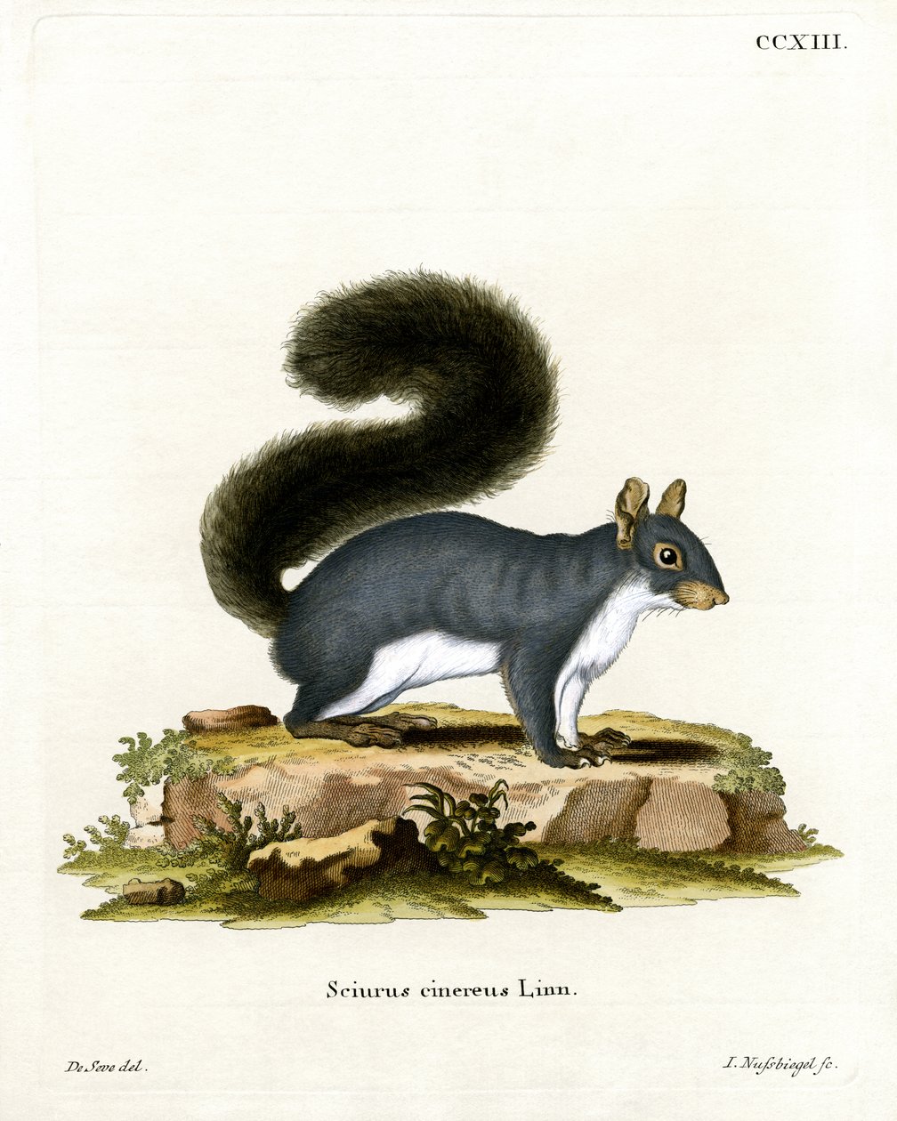 Eastern Grey Squirrel (farget gravering) av German School