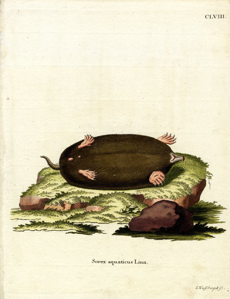 Eastern Mole (farget gravering) av German School