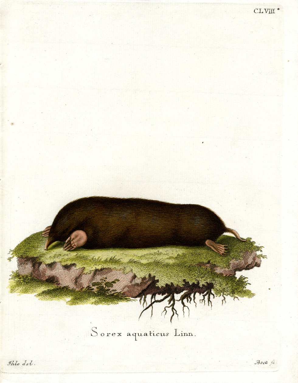 Eastern Mole (farget gravering) av German School
