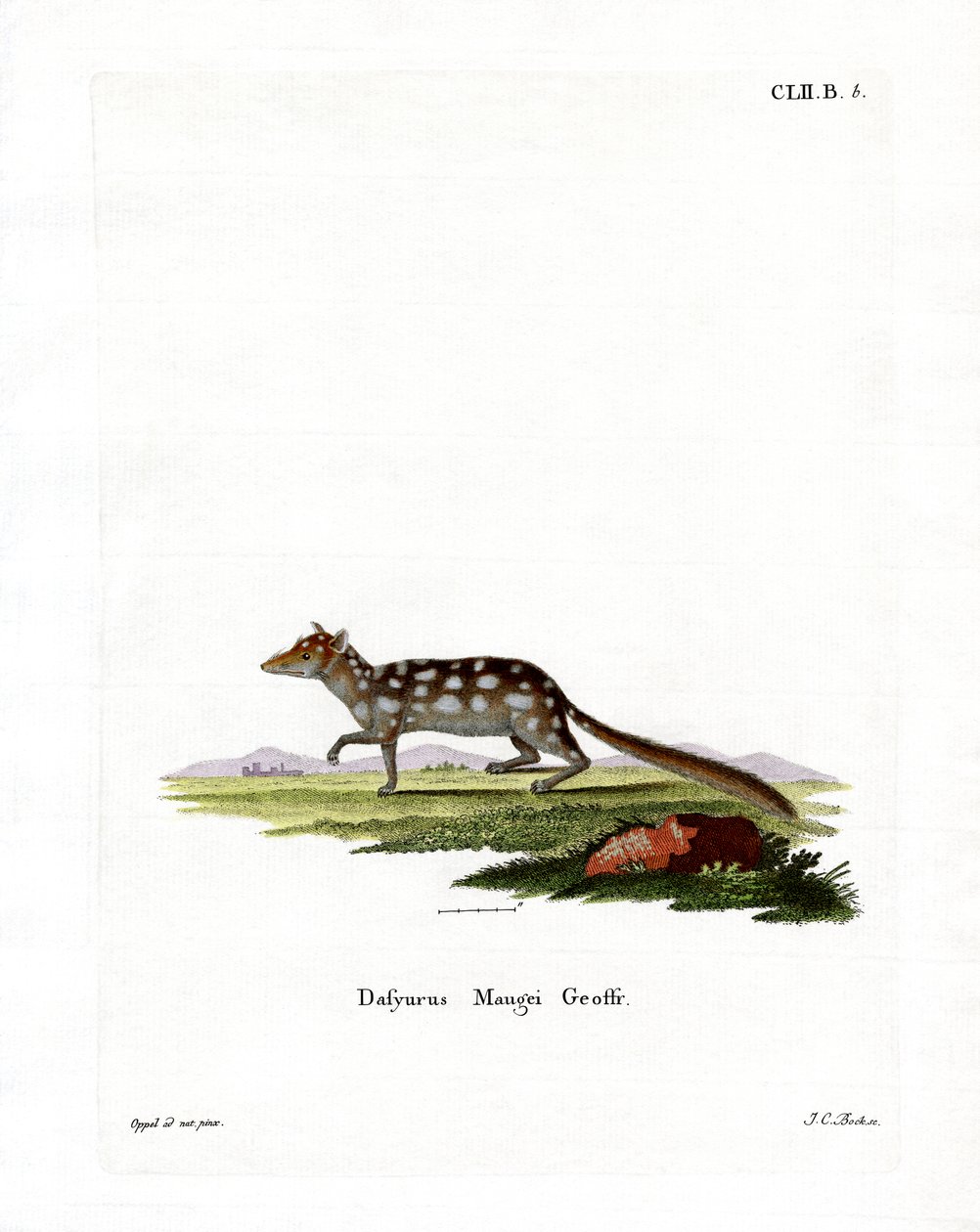 Eastern Quoll (farget gravering) av German School
