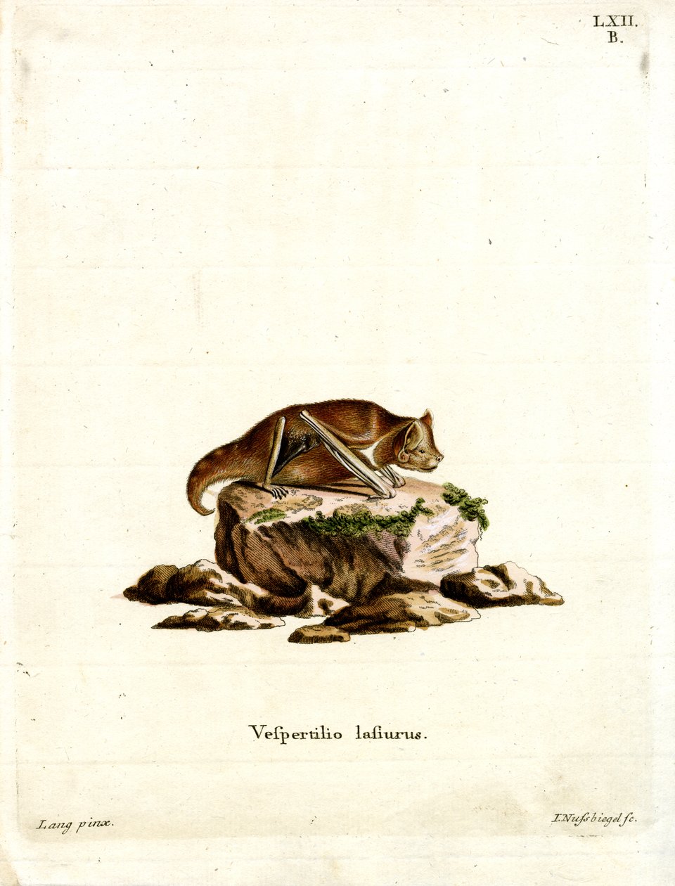 Eastern Red Bat (farget gravering) av German School