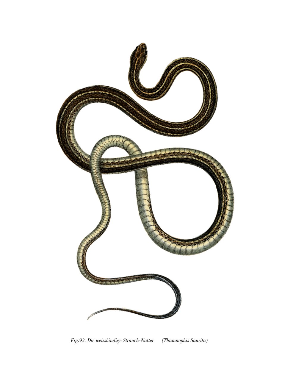 Eastern Ribbonsnake av German School