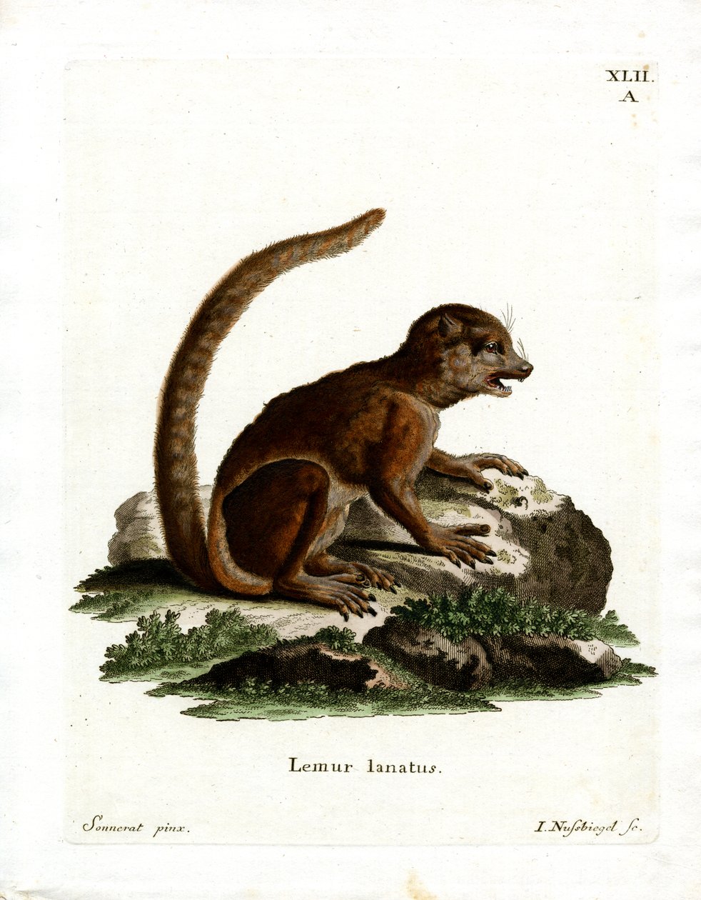 Eastern Woolly Lemur (farget gravering) av German School