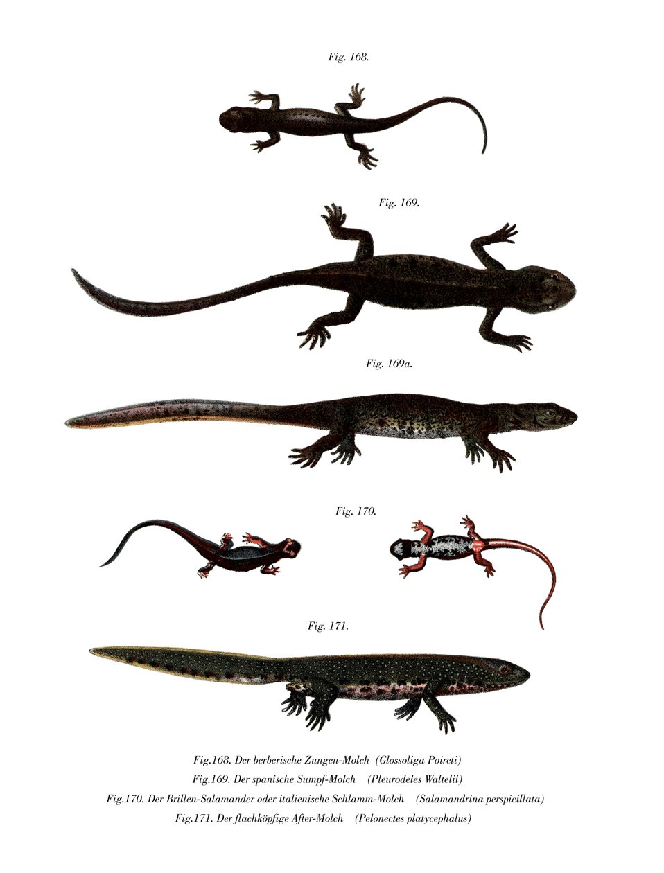 Edough Peninsula Ribbed Newt (farge litho) av German School