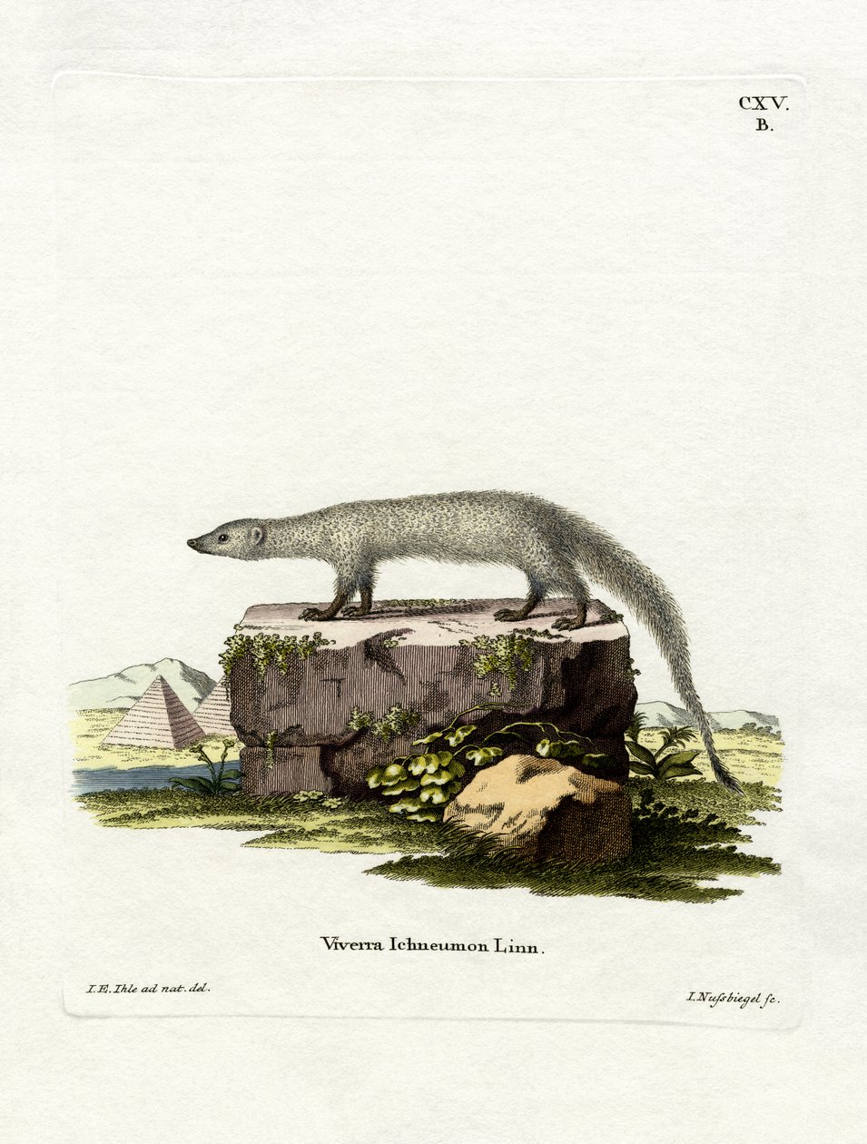 Egyptisk Mongoose (farget gravering) av German School