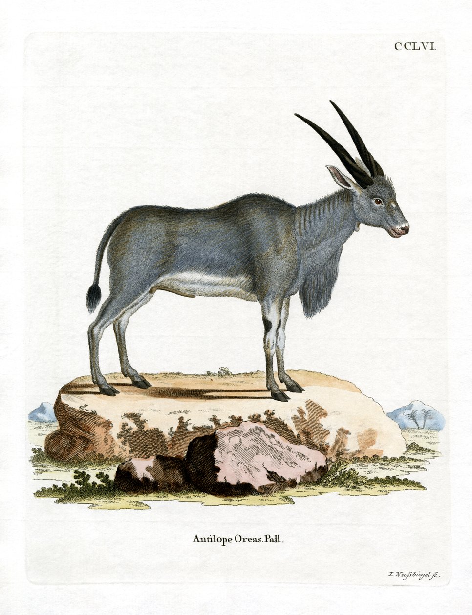 Eland Antilope (farget gravering) av German School