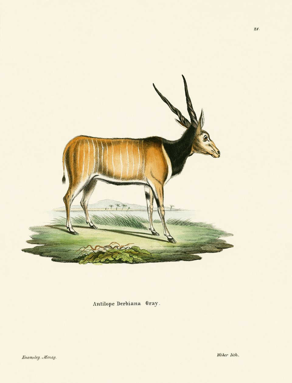 Eland Antilope av German School