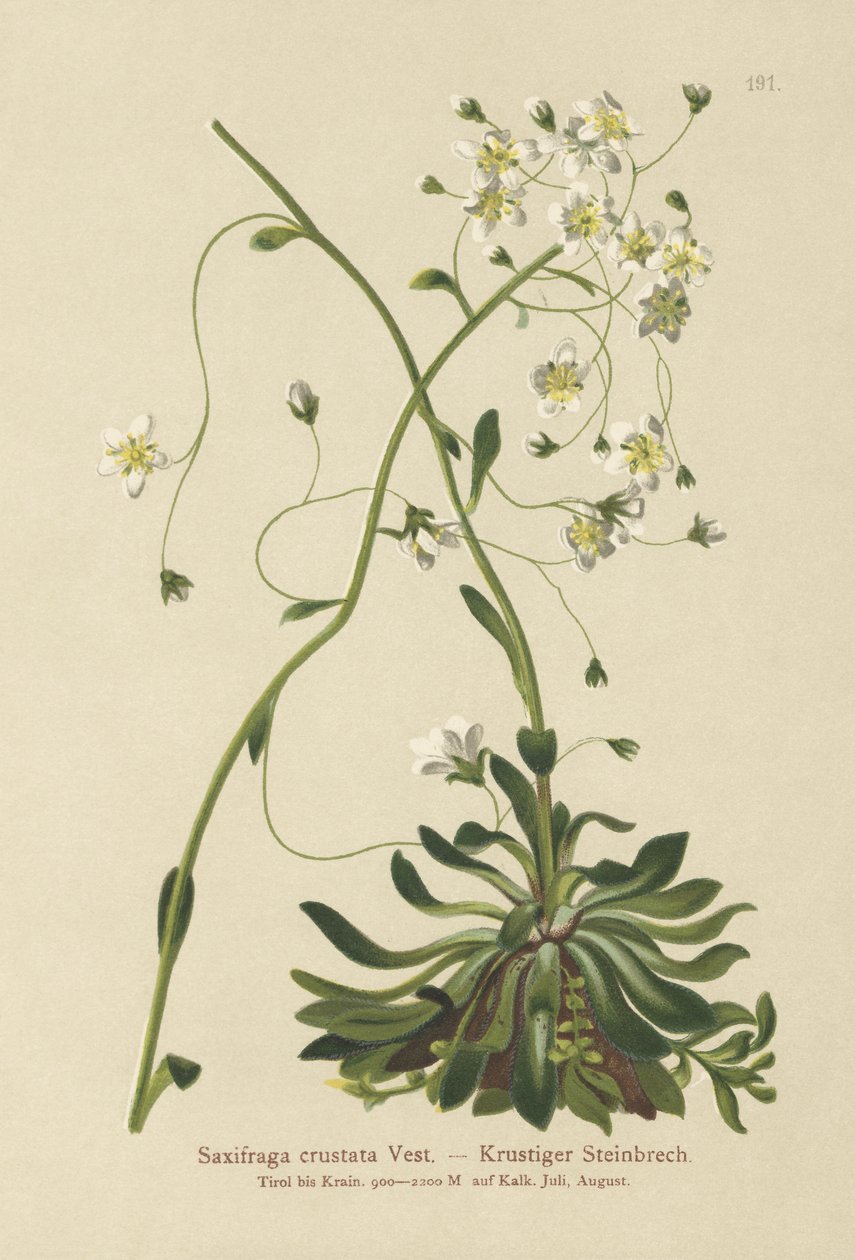 Encrusted saxifrage (Saxifraga crustata) av German School