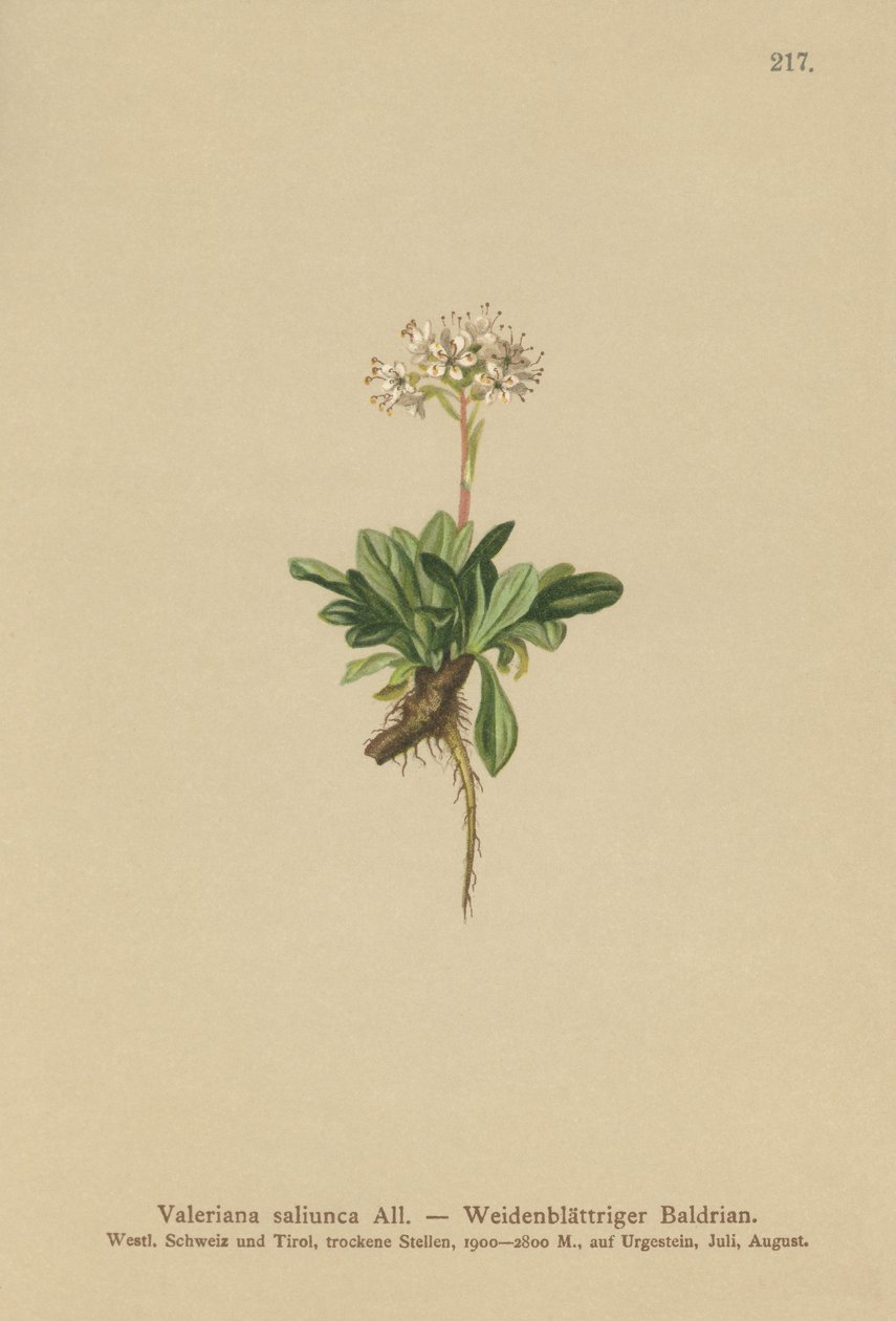 Hele Leaved Valerian av German School