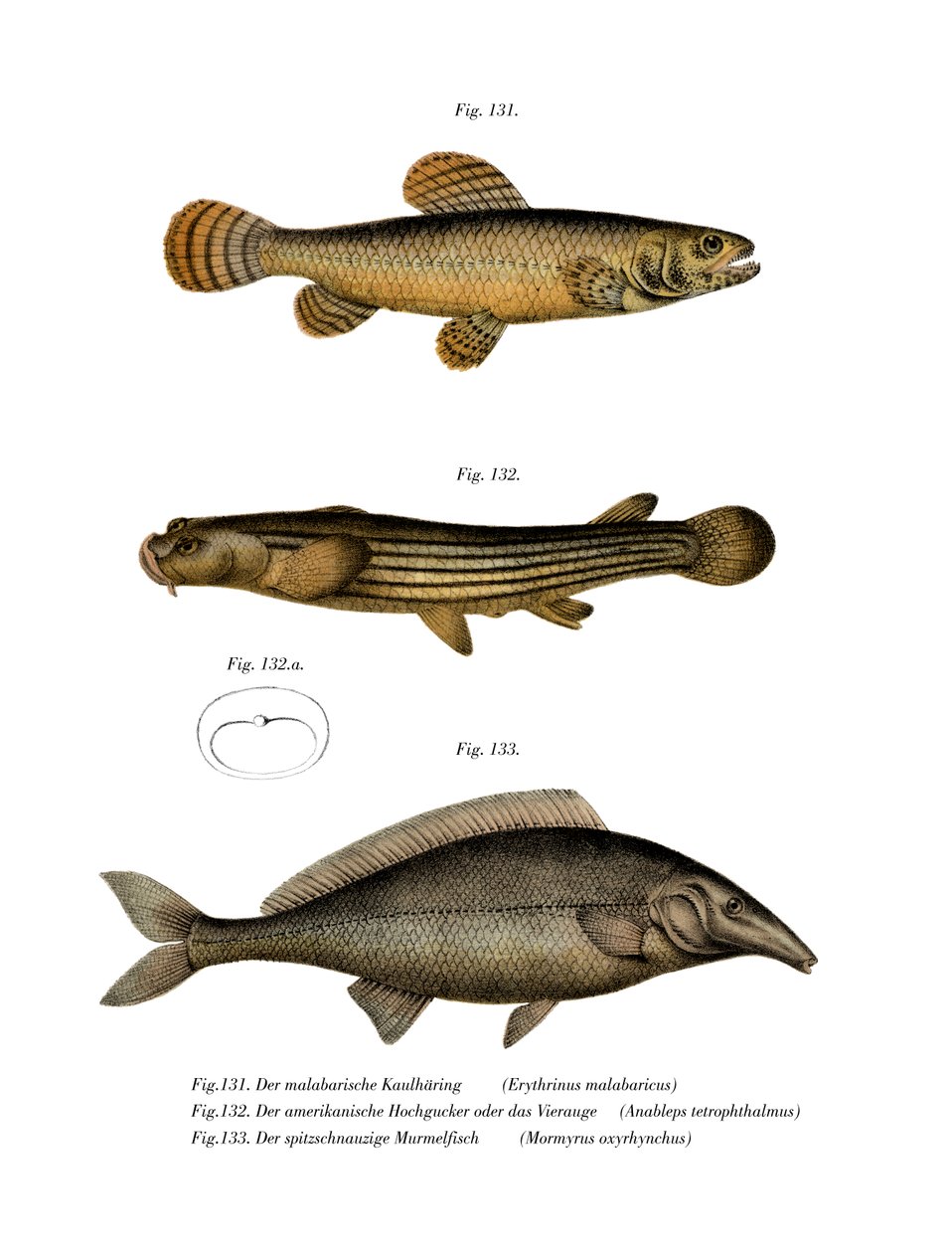 Erythrin of Malabar (farge litho) av German School