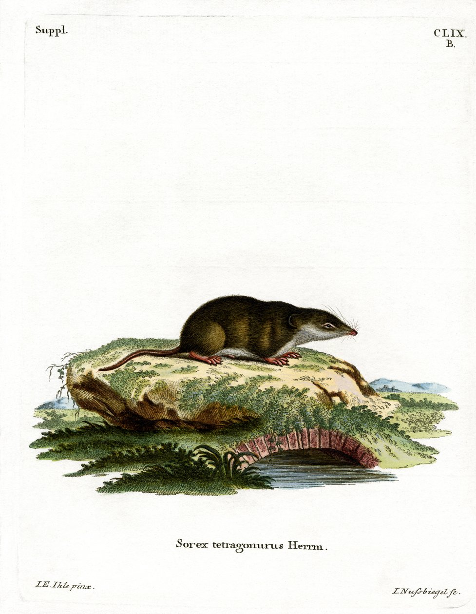 Eurasian Shrew (farget gravering) av German School