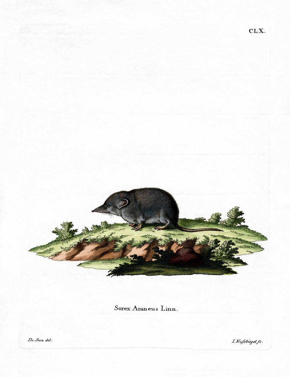 Eurasian Shrew (farget gravering) av German School