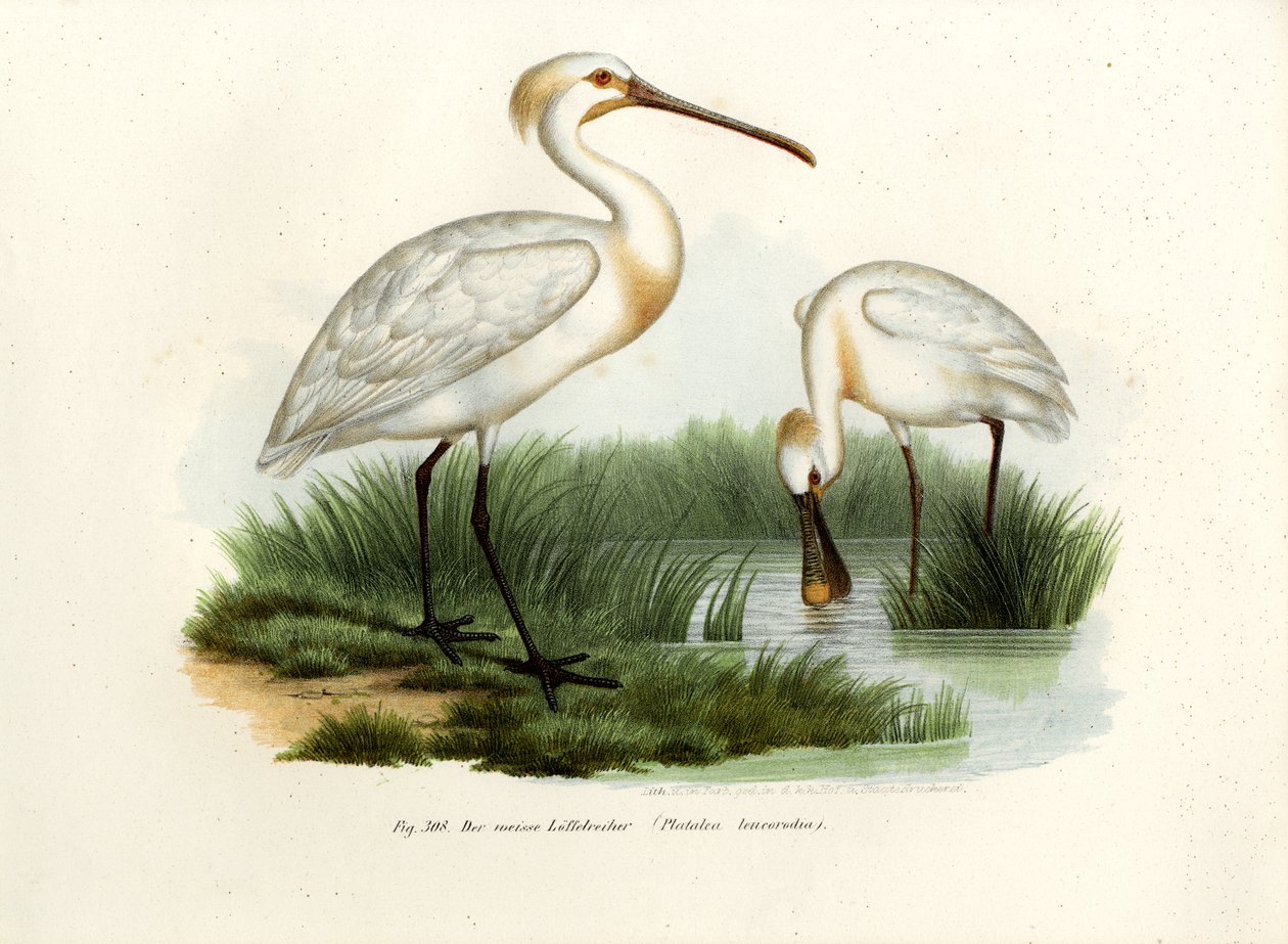 Eurasisk skestork, 1864 av German School