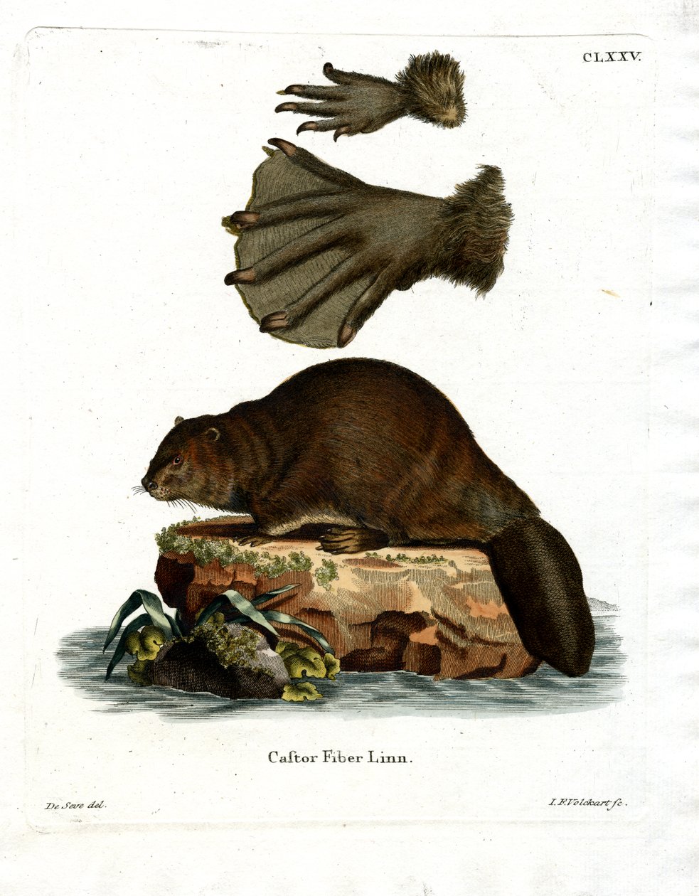 Europeisk bever (farget gravering) av German School