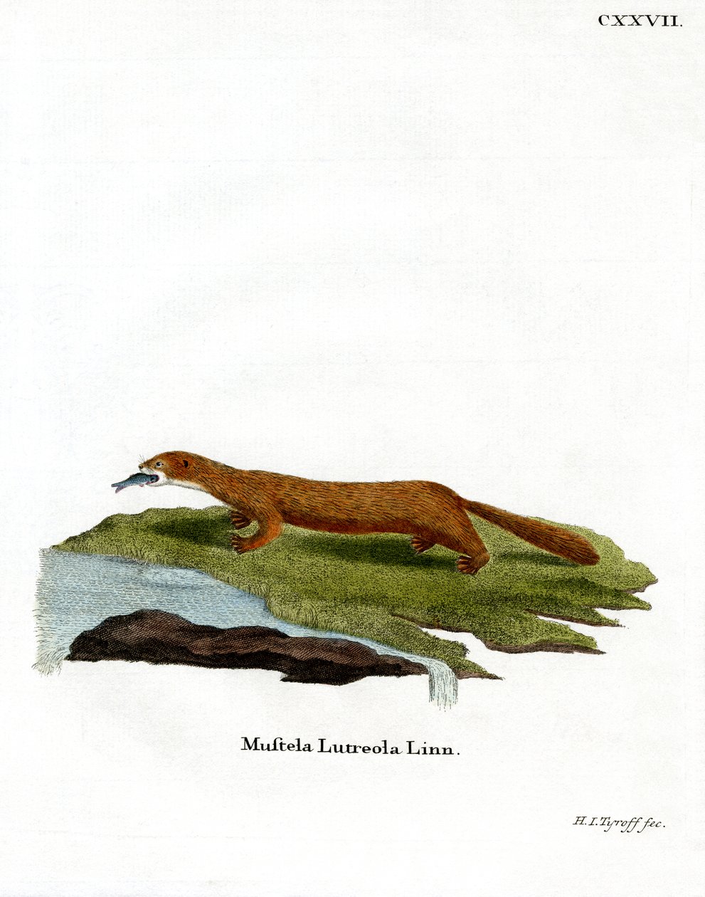 European Mink (farget gravering) av German School