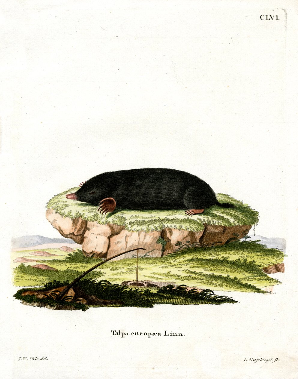 European Mole (farget gravering) av German School