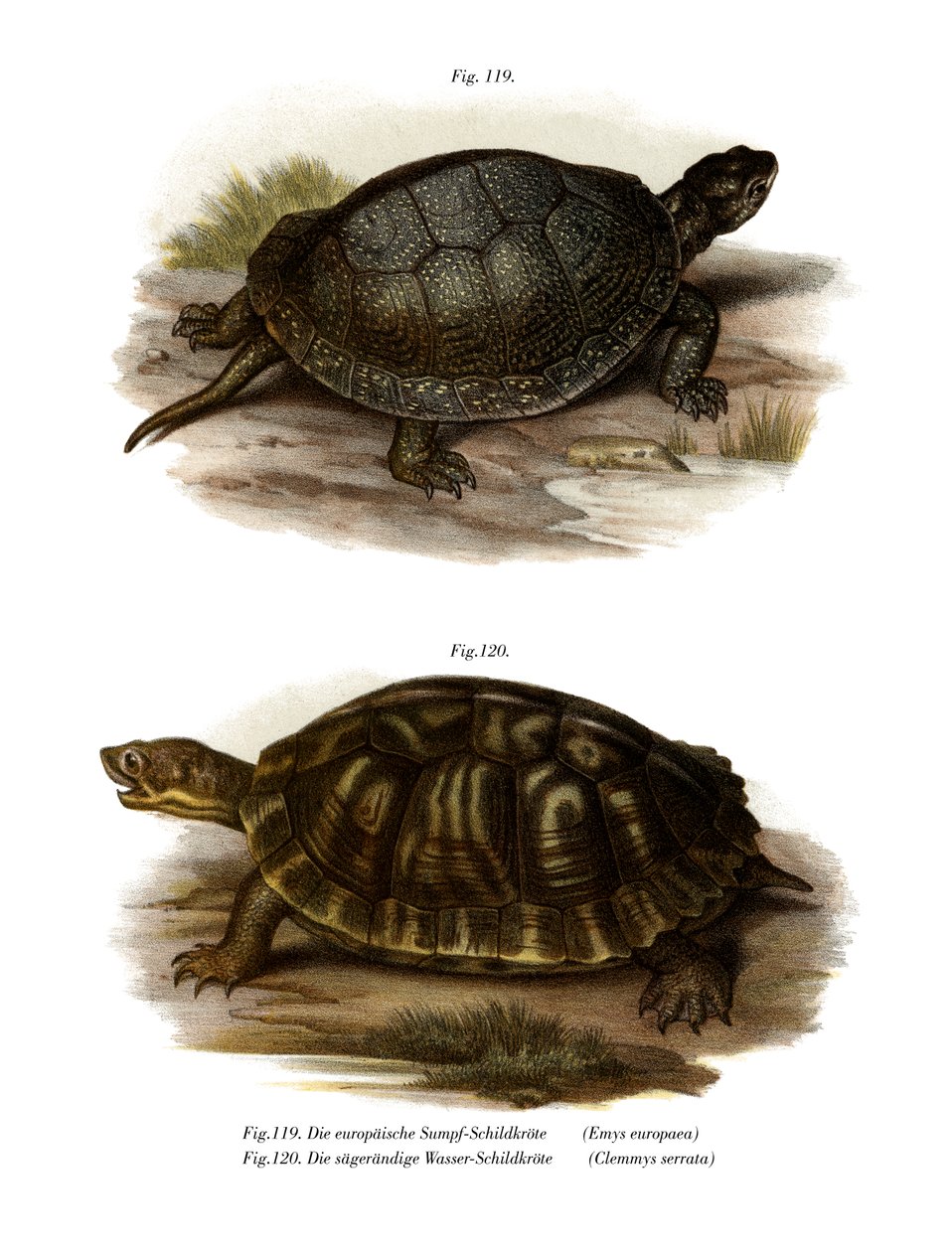 European Pond Turtle (farge litho) av German School