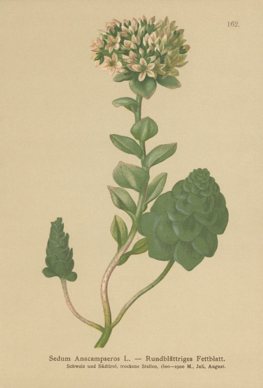 Eviggrønn orpin (Sedum Anacampseros, Hylotelephium anacampseros) av German School