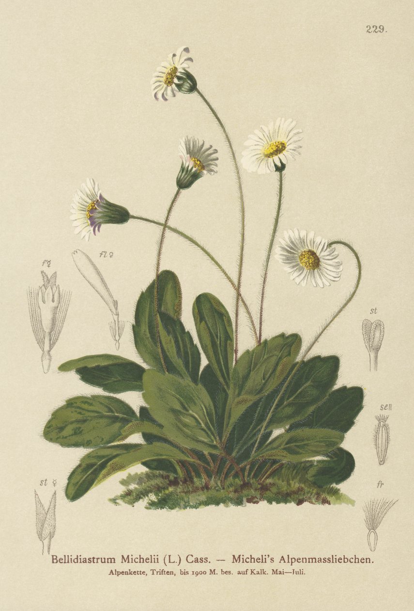 Falsk Aster (Bellidiastrum Michellii) av German School