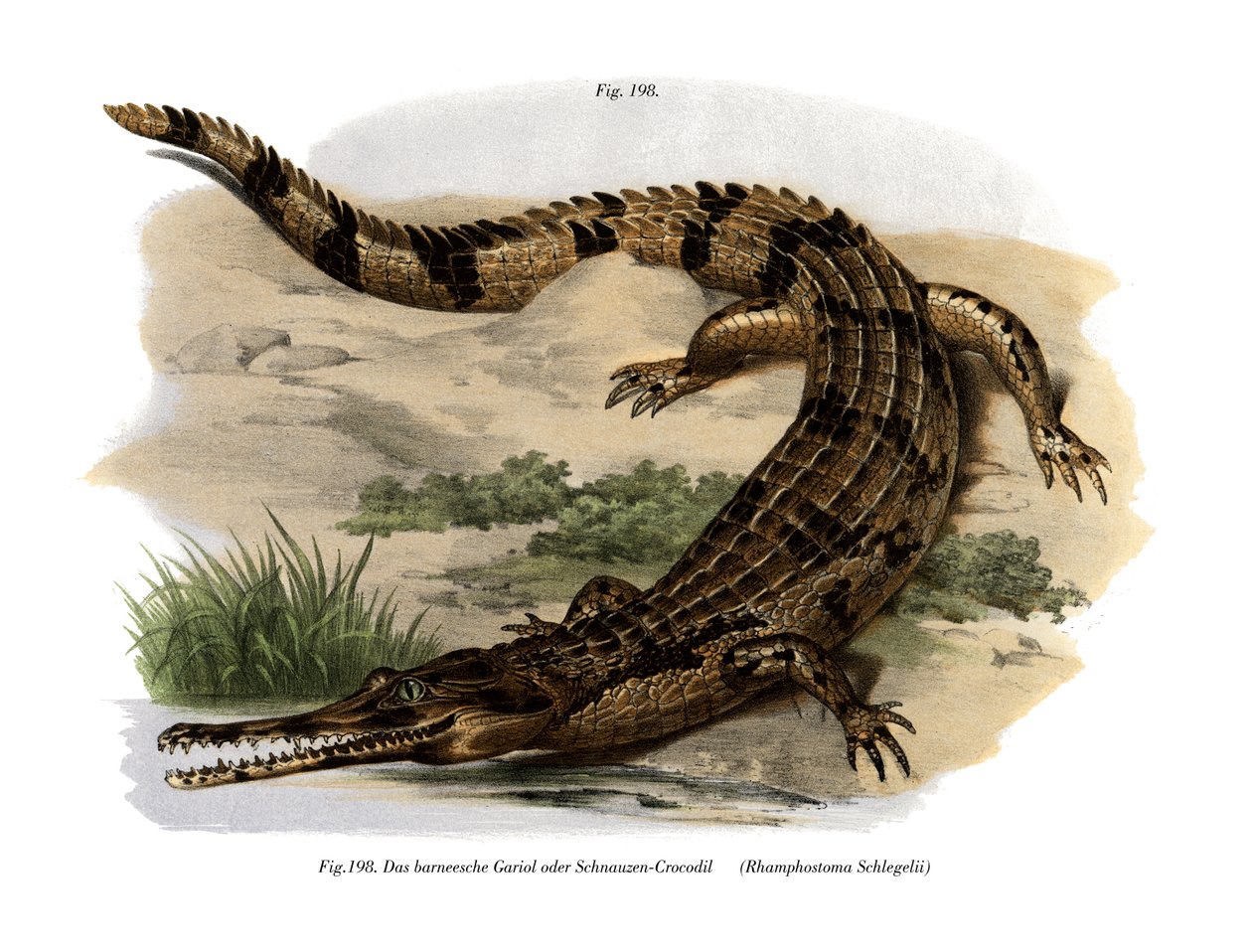 False Gharial (fargemedlemmer) av German School