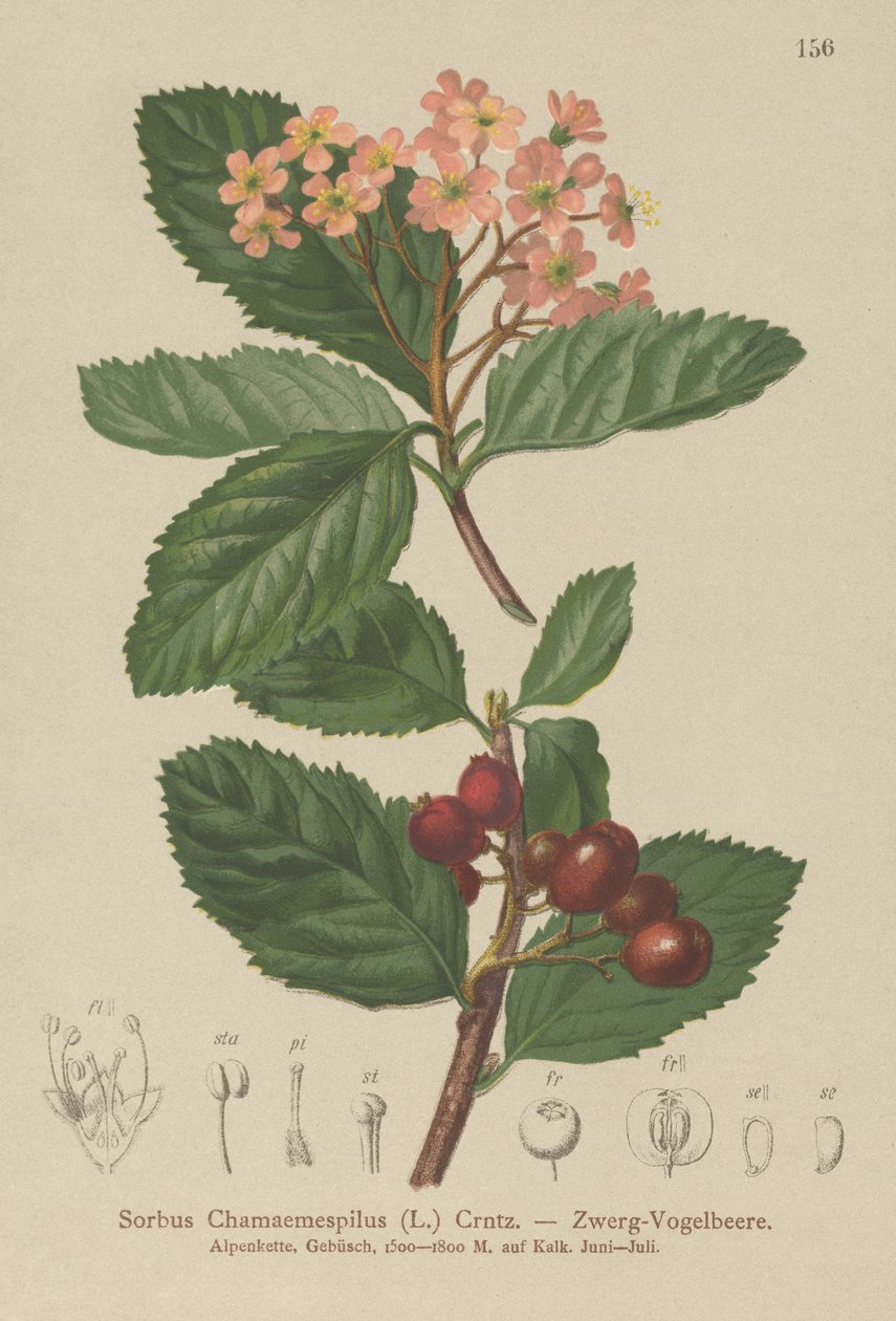 Falsk Mispel (Sorbus chamaemespilus) av German School