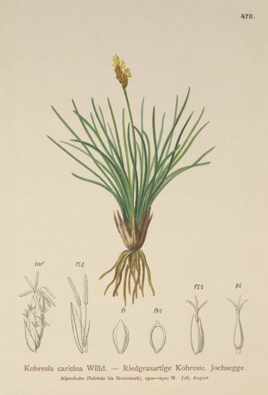 Falsk sir (Kobresia simpliciuscula, Kobresia caricina) av German School