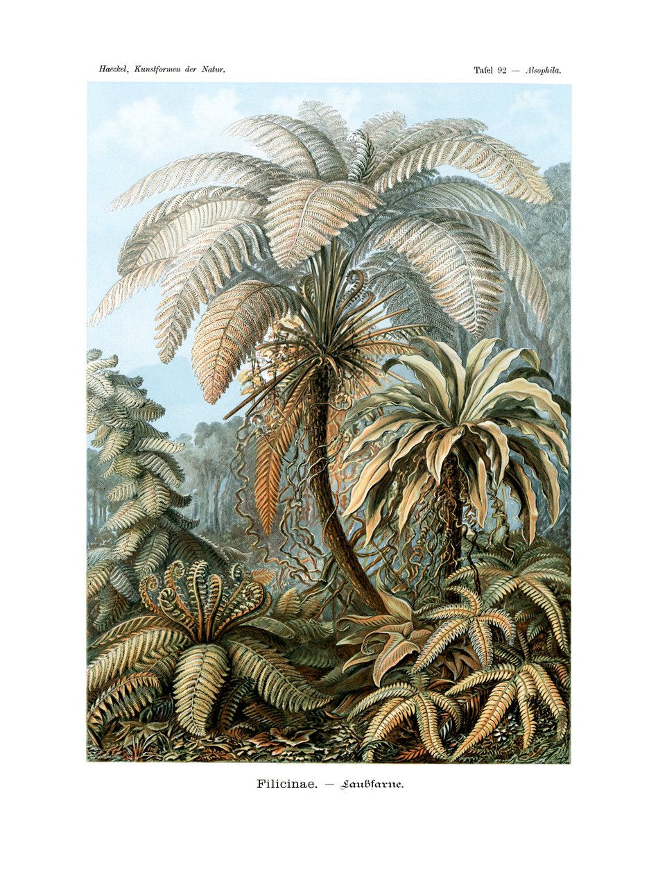 Filicinae, 1899-1904 av German School